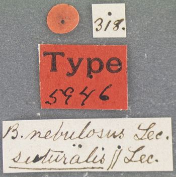 Media type: image;   Entomology 5946 Aspect: labels